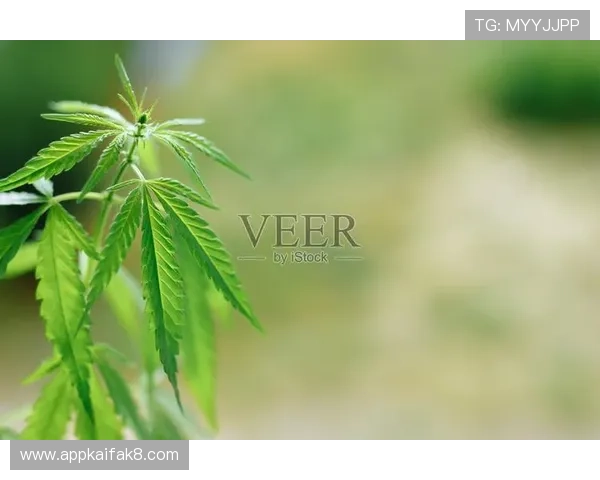 凯发k8官方网娱注重用户隐私保护,打造安全绿色的线上娱乐空间 凯发k8官方网娱注重用户隐私保护,打造安全绿色的线上娱乐空间