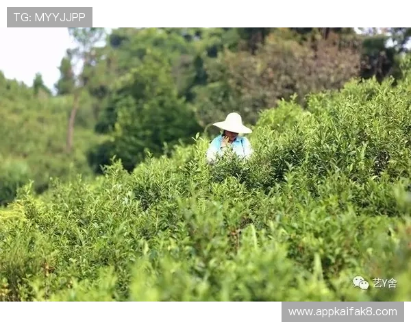 凯发客户端积极响应国家政策,推动绿色健康博彩环境建设 凯发客户端积极响应国家政策,推动绿色健康博彩环境建设